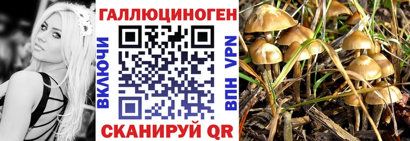 наркота  Богданович  блэк спрут ссылка  Псилоцибиновые грибы Psilocybe 